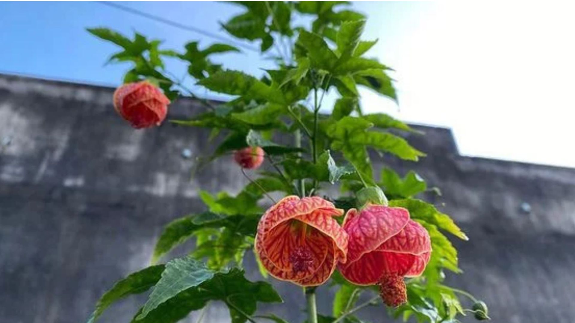 Cách chăm sóc cây Lồng Đèn